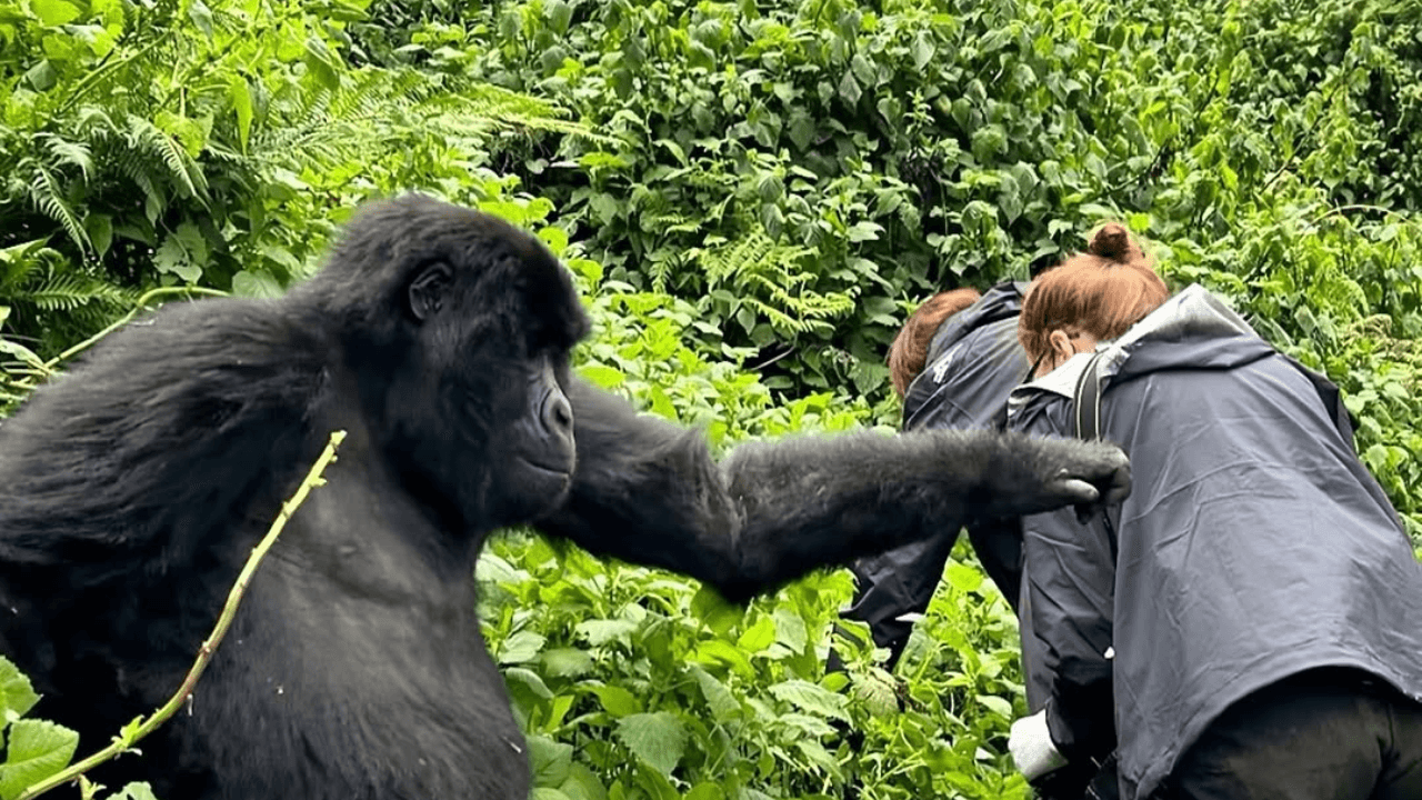 Rwanda travel and safari tours