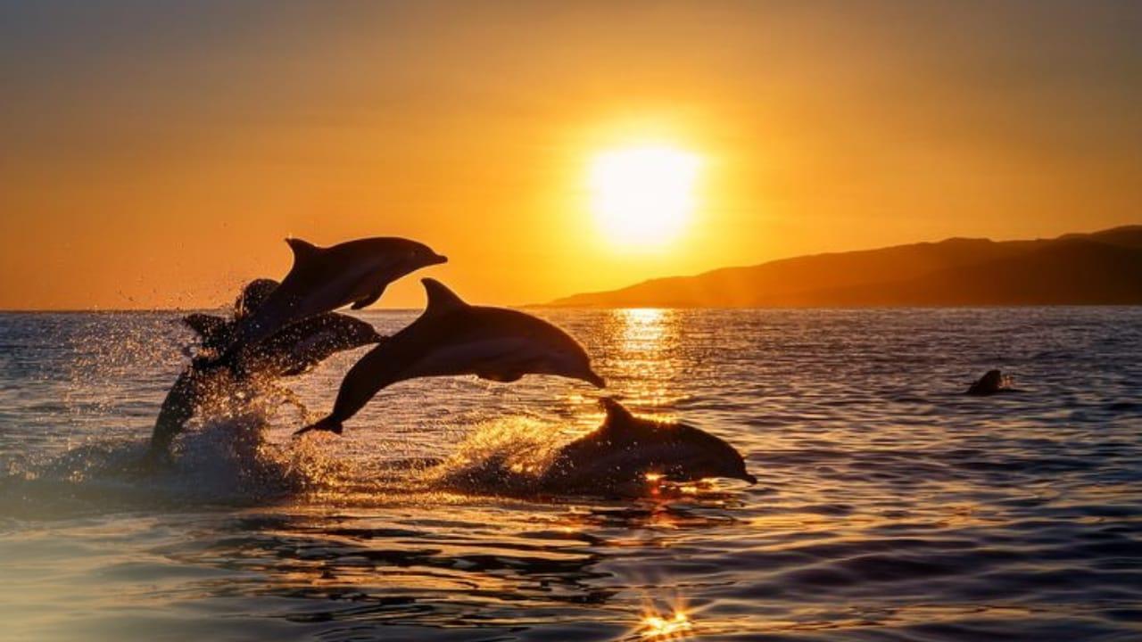 Mnemba Dolphin & Snorkeling Experience